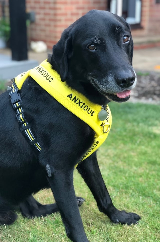 Are harnesses bad for dogs? My Anxious Dog