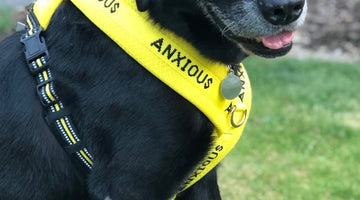 Why use a padded harness v collar for your reactive, anxious or nervous dog?