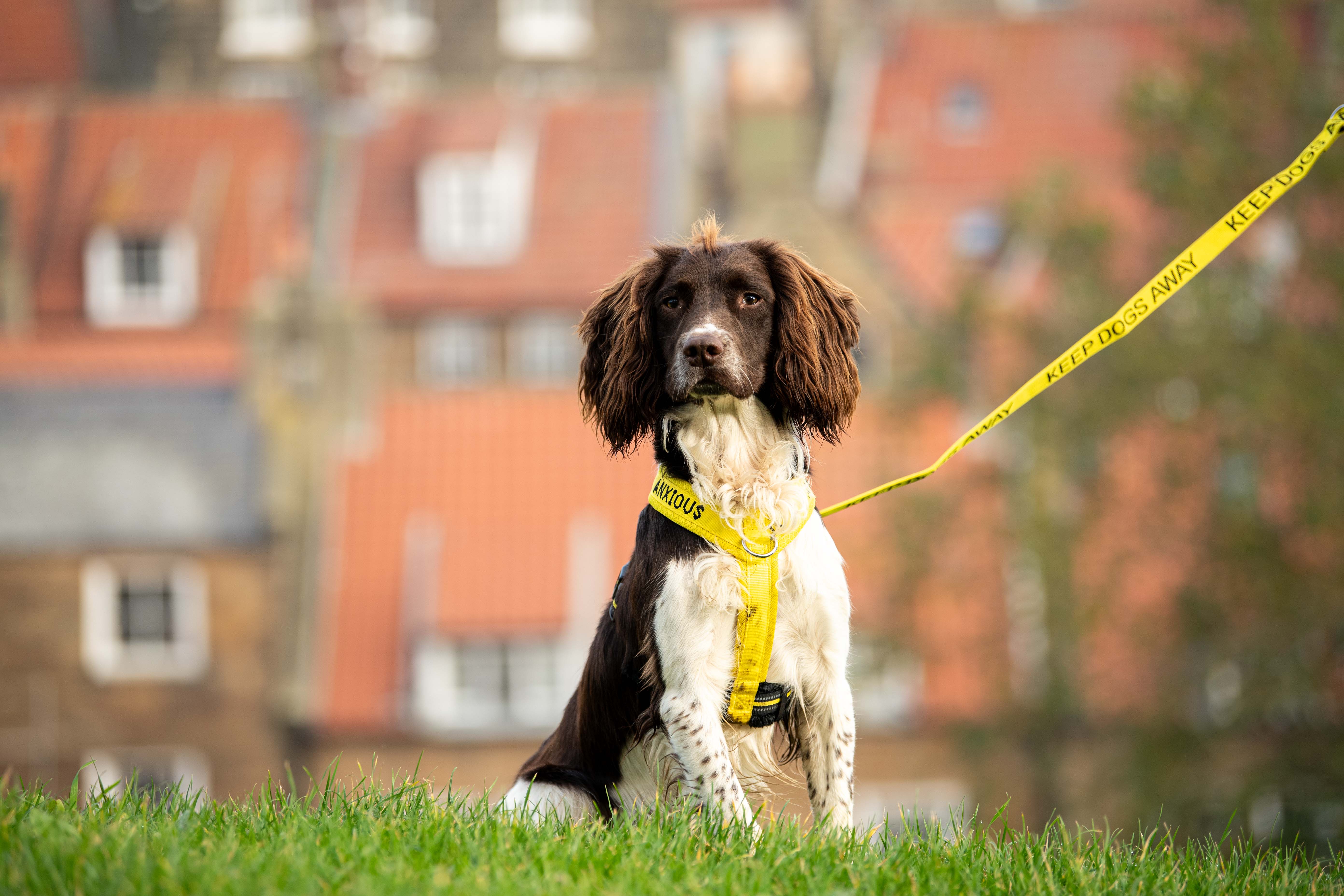 Nervous Dog Harnesses Yellow Dog Harness My Anxious Dog