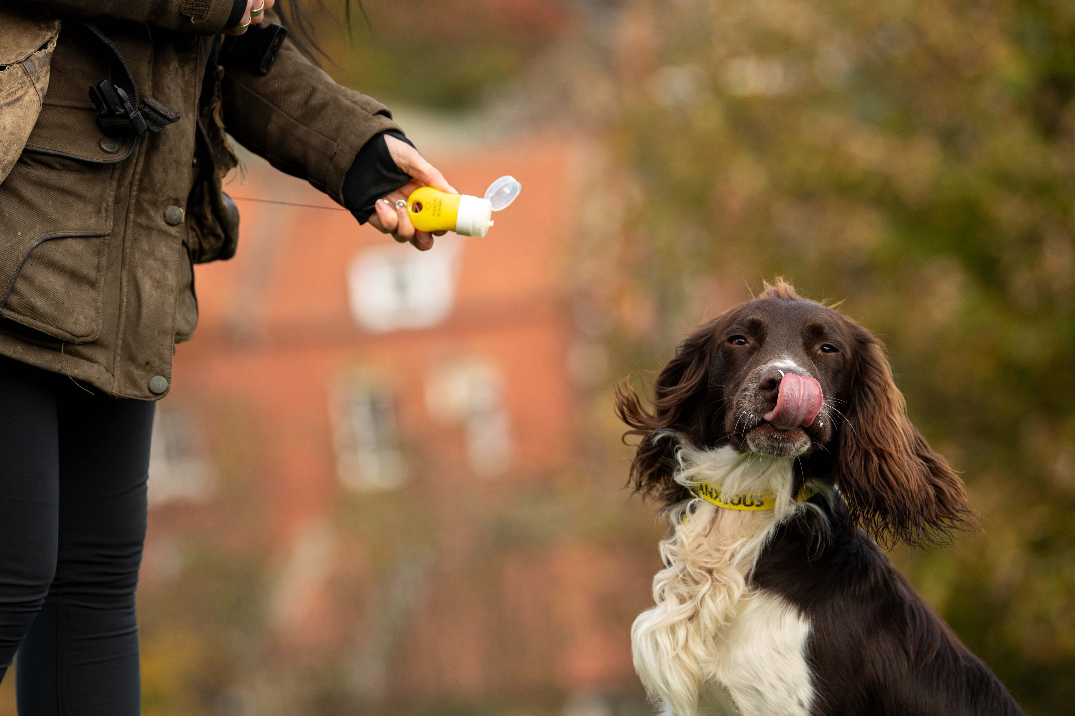 Is Ativan Safe For My Anxious Dog? Shocking Truth! - 3diejpb