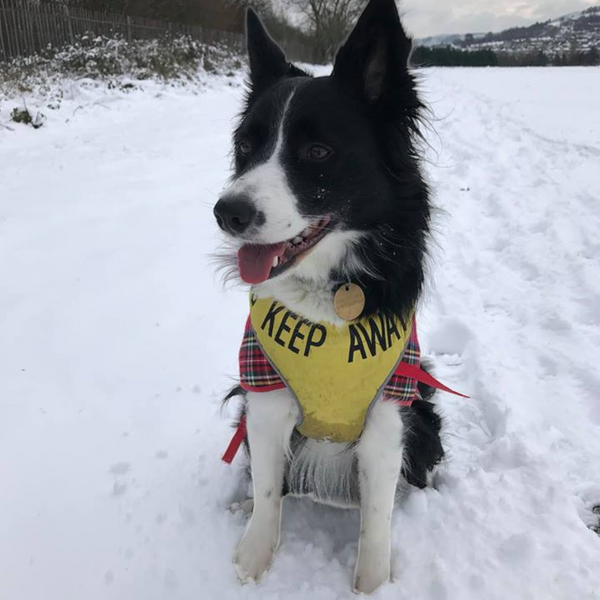 Padded yellow KEEP AWAY ANXIOUS harness