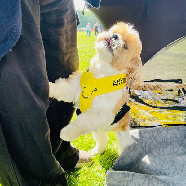 My Anxious Dog Padded yellow non-pull Y harness Size 2