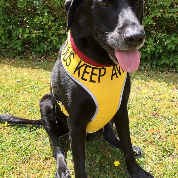 Padded yellow KEEP AWAY ANXIOUS harness