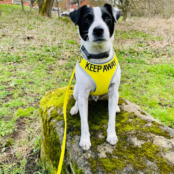 Padded yellow KEEP AWAY ANXIOUS harness