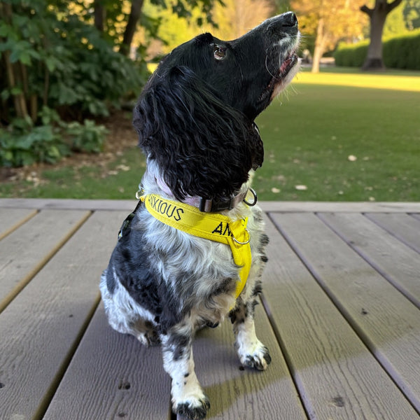 My Anxious Dog Yellow Padded Y Shaped Harness New Size 3