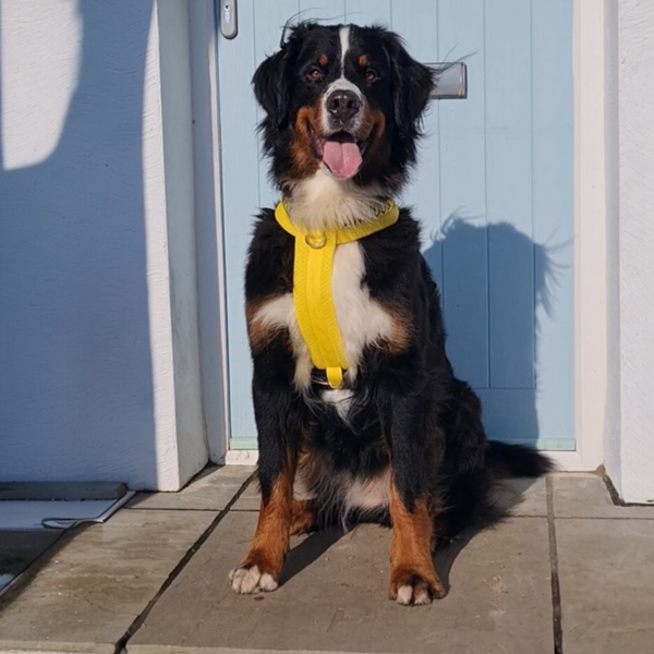 My Anxious Dog Yellow Padded Y Harness New Size 5