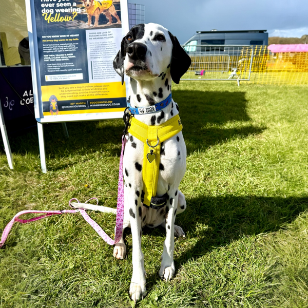 Y-Shaped Padded Harness for Anxious Dogs – Yellow Size 4