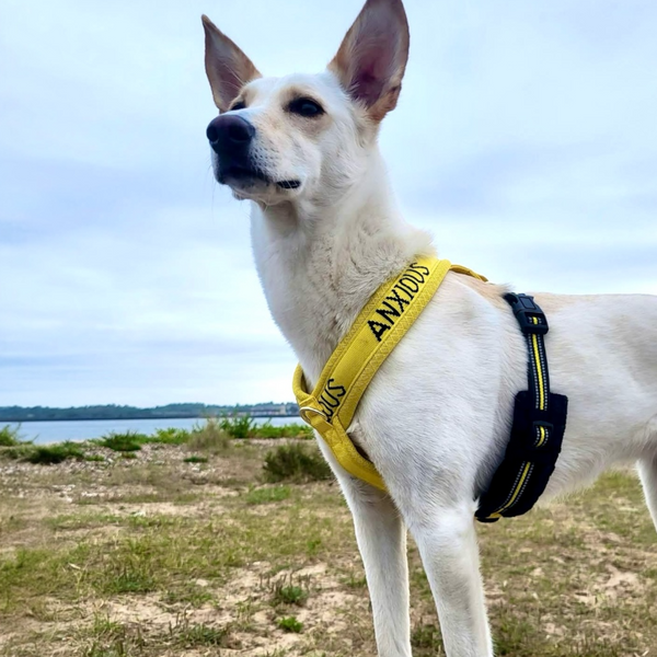 My Anxious Dog Yellow Padded Y Shaped Harness New Size 3