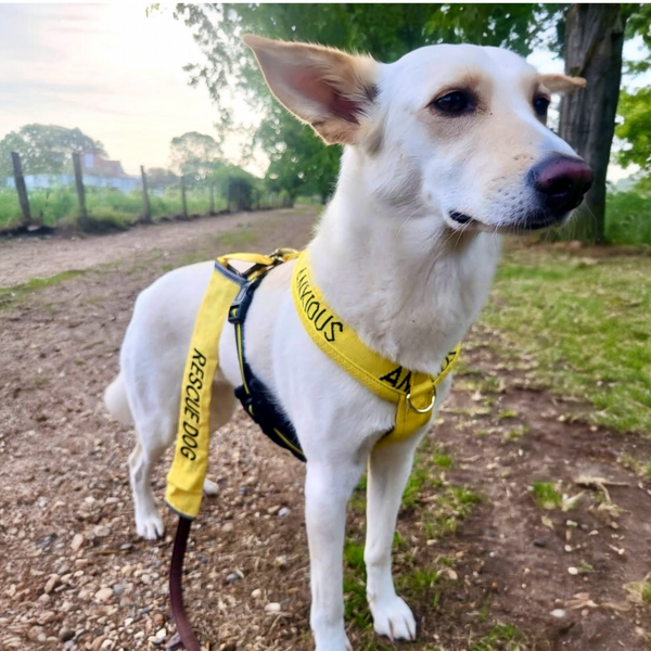 My Anxious Dog Yellow Padded Y Shaped Harness New Size 3