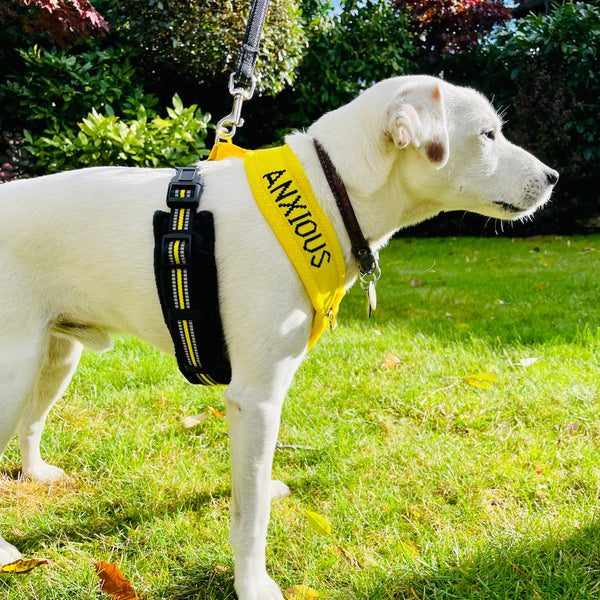 My Anxious Dog Padded yellow non-pull Y harness Size 2