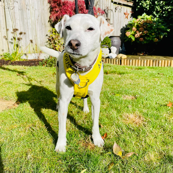 My Anxious Dog Padded yellow non-pull Y harness Size 2