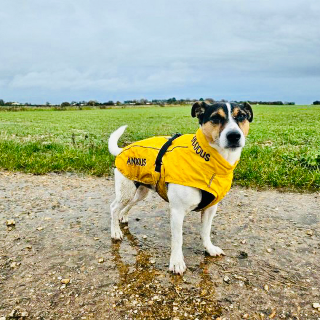 Yellow Dog Rain Coats Lightweight My Anxious Dog