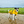 Load image into Gallery viewer, ANXIOUS DOG YELLOW LIGHTWEIGHT RAINCOAT (Small - Slim)
