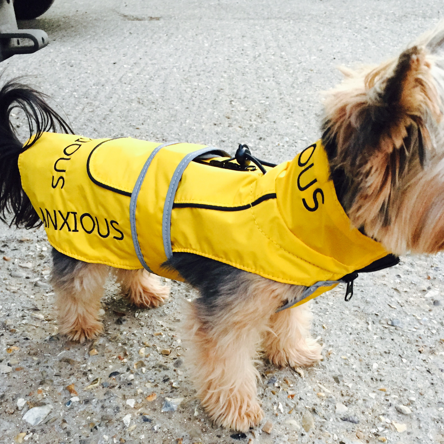 Nervous jacket outlet dog