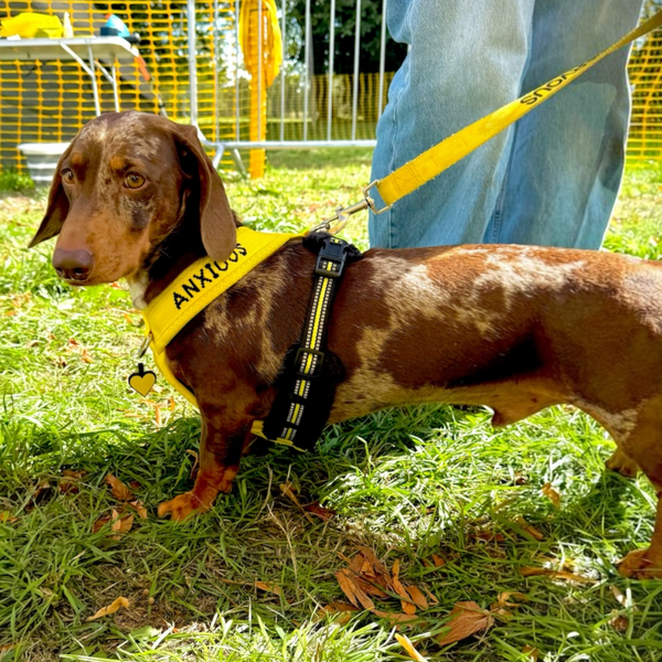 Y-Shaped Harness for Anxious Dogs – Yellow Padded | Size 3 Small