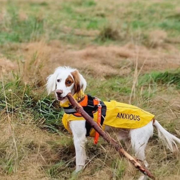 ANXIOUS DOG YELLOW LIGHTWEIGHT RAINCOAT (Medium)