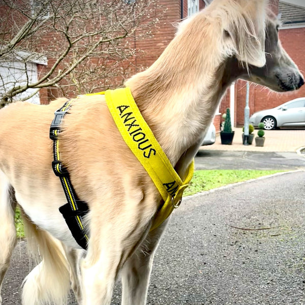 My Anxious Dog Yellow Padded Y Shaped Harness New Size 3