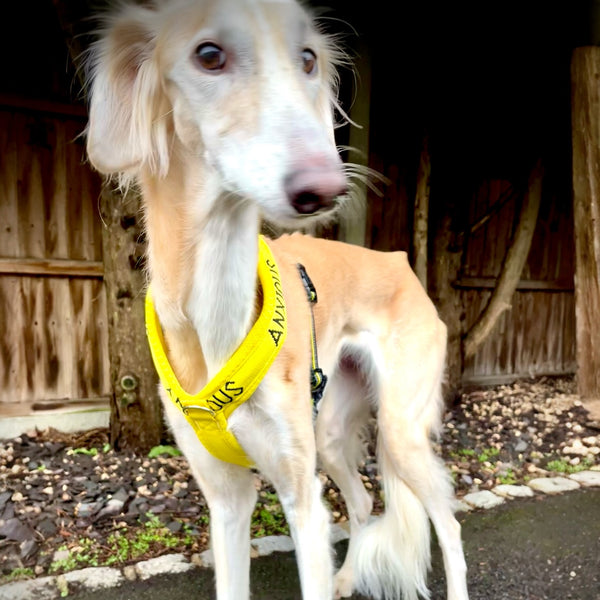 My Anxious Dog Yellow Padded Y Shaped Harness New Size 3