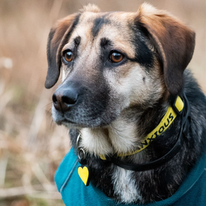 My Anxious Dog Yellow Space Awareness Dog Collar "ANXIOUS"