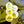 Load image into Gallery viewer, Yellow Space Awareness Button Badges
