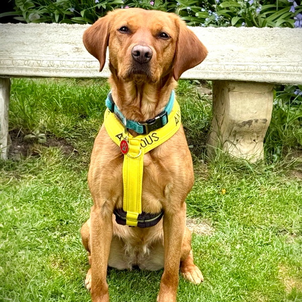 My Anxious Dog Yellow Padded Y Shaped Harness New Size 3