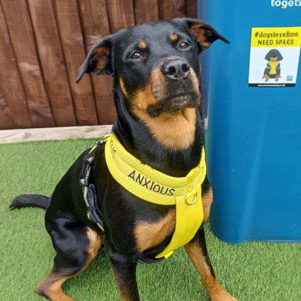 My Anxious Dog Yellow Padded Non-Pull Y Harness New Size