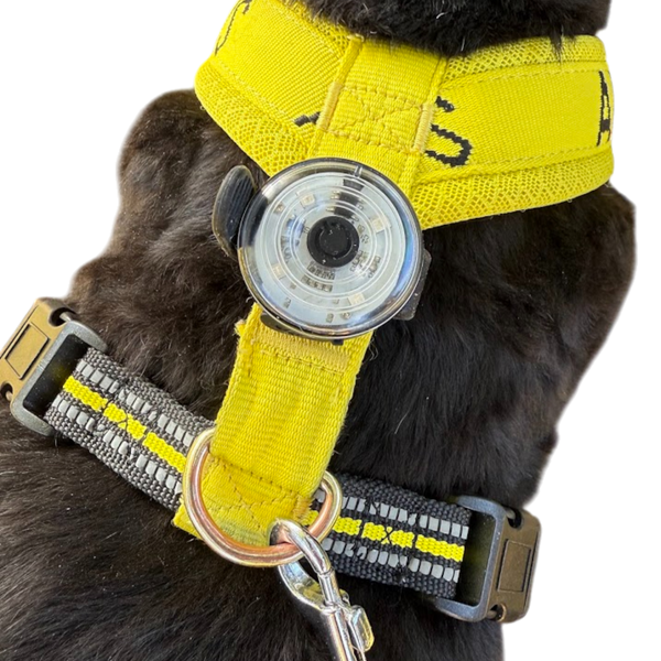 LED safety light fitted on to the back of harness