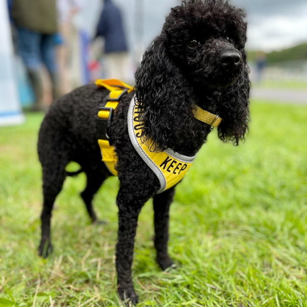 Padded yellow KEEP AWAY ANXIOUS harness