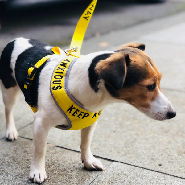 Padded yellow KEEP AWAY ANXIOUS harness