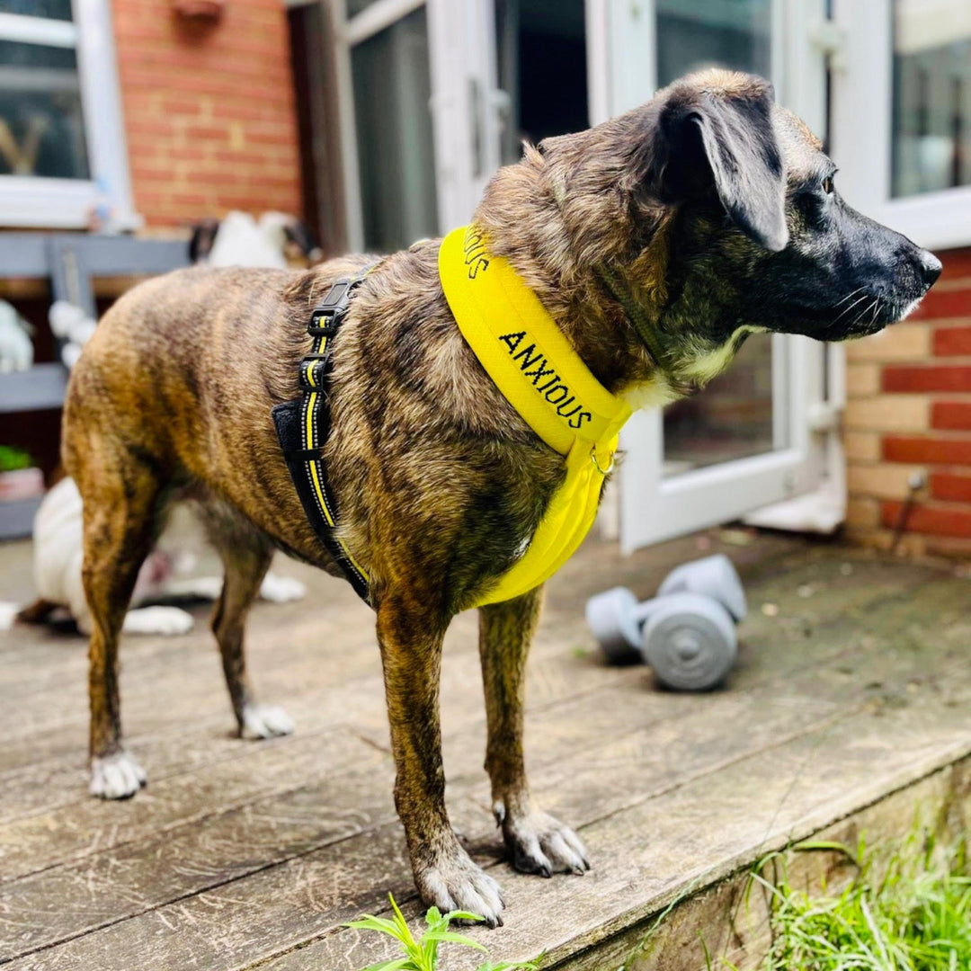 Nervous Dog Harnesses | Yellow Dog Harness | My Anxious Dog