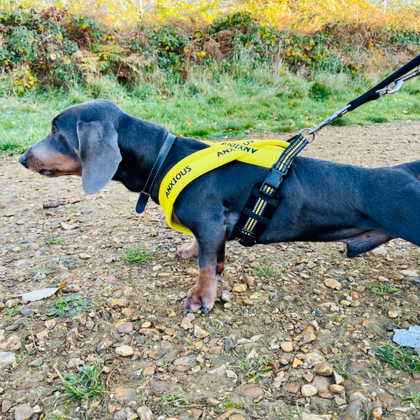 Padded non-pull Y Harness embroidered with ANXIOUS