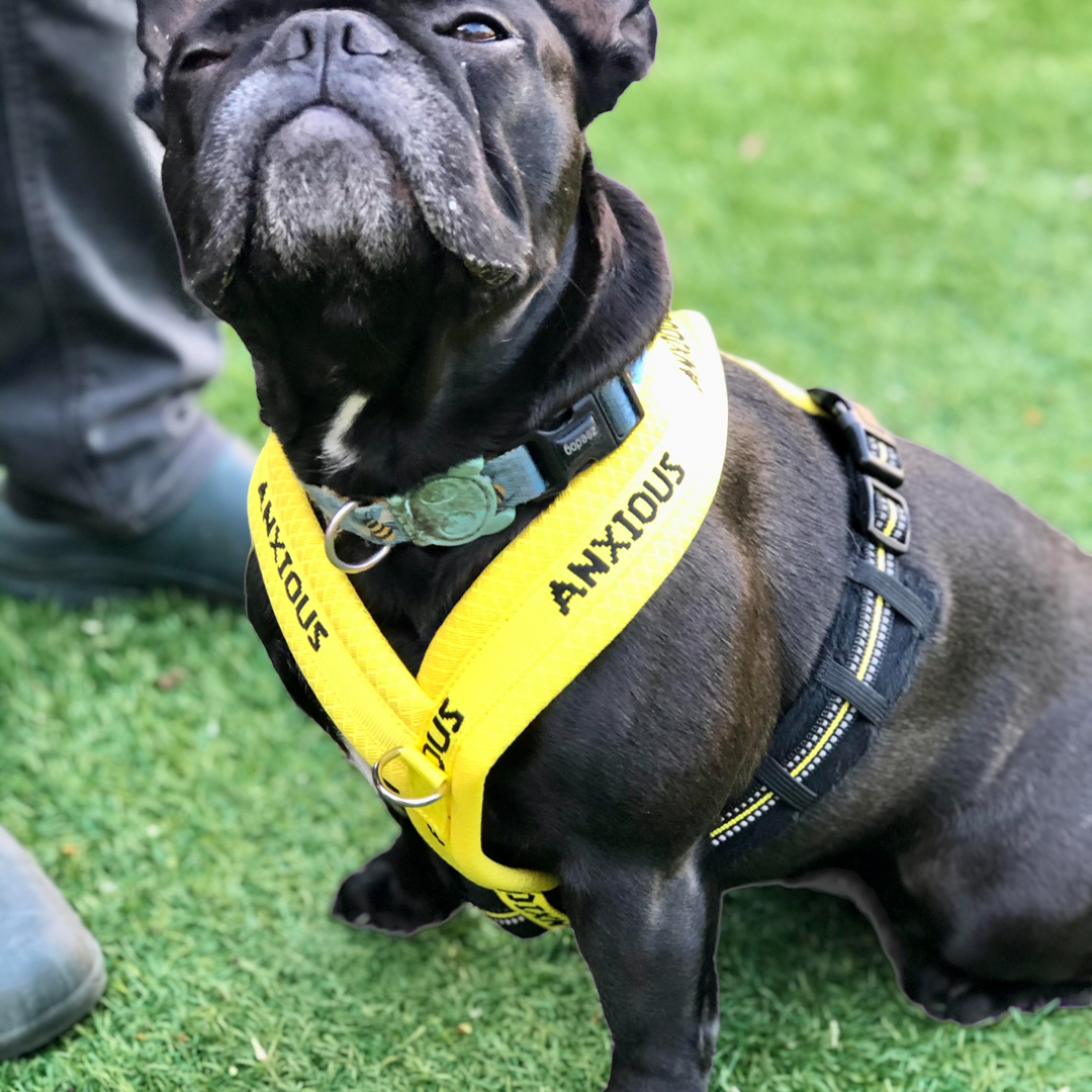 Nervous Dog Harnesses | Yellow Dog Harness | My Anxious Dog