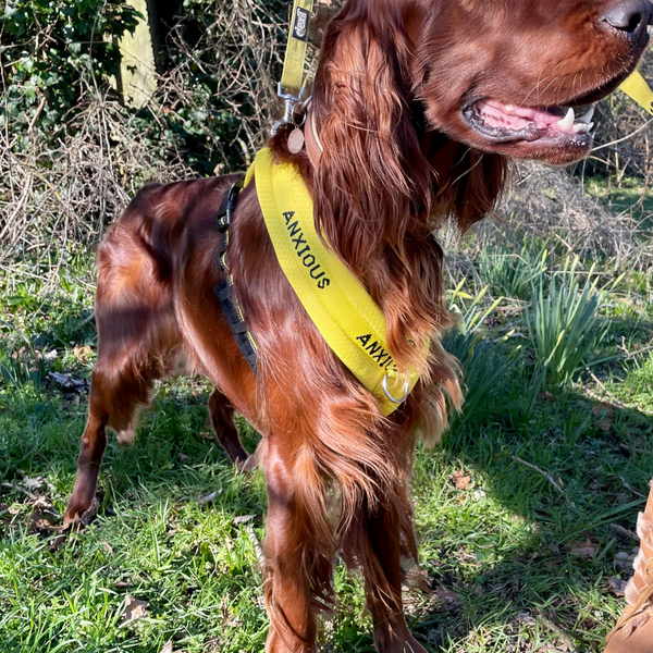 Padded non-pull Y Harness embroidered with ANXIOUS