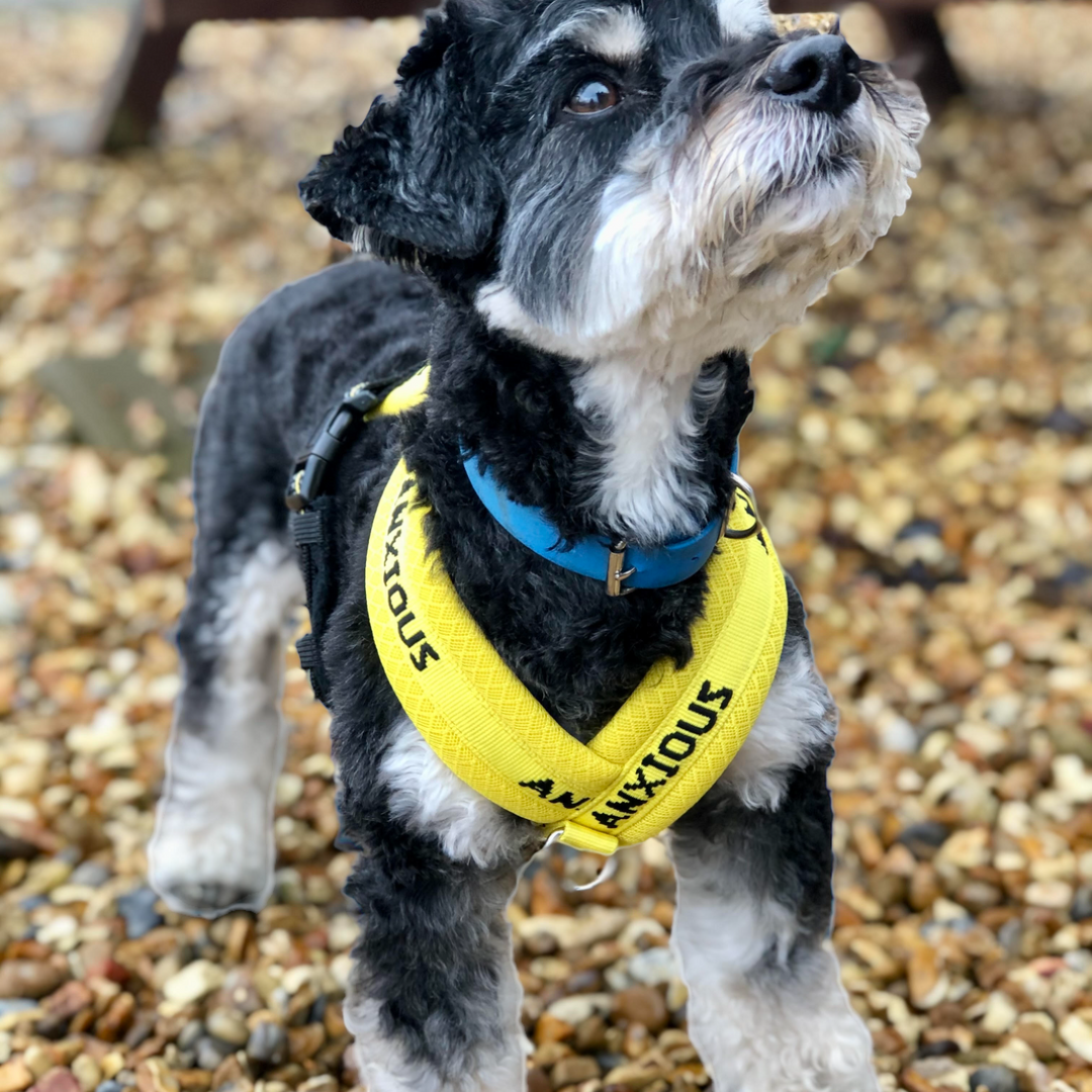 Nervous Dog Harnesses | Yellow Dog Harness | My Anxious Dog