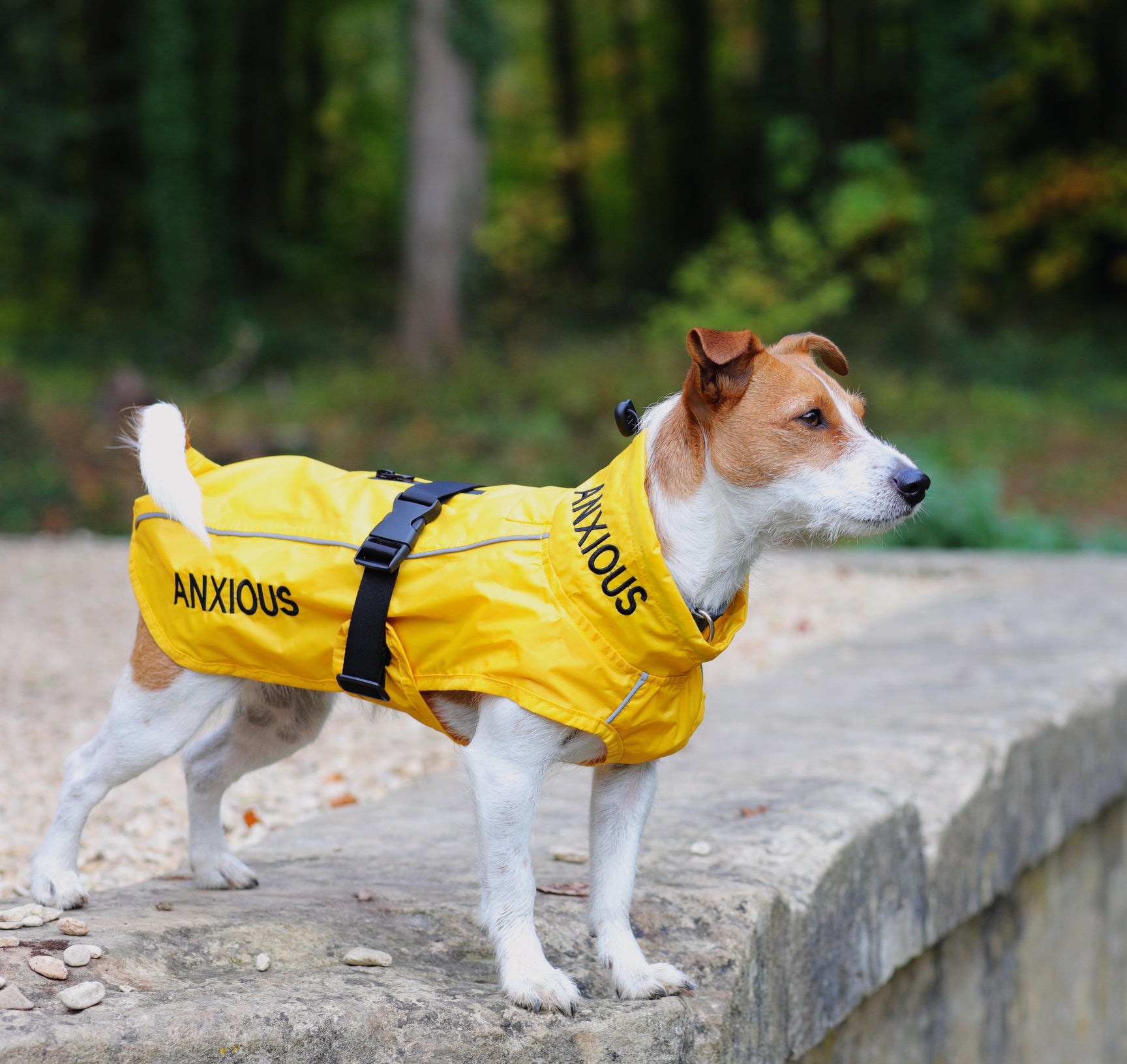 Curated visual reference: Can I Prevent My Dog From Getting Anxious Reference: About My Anxious Dog