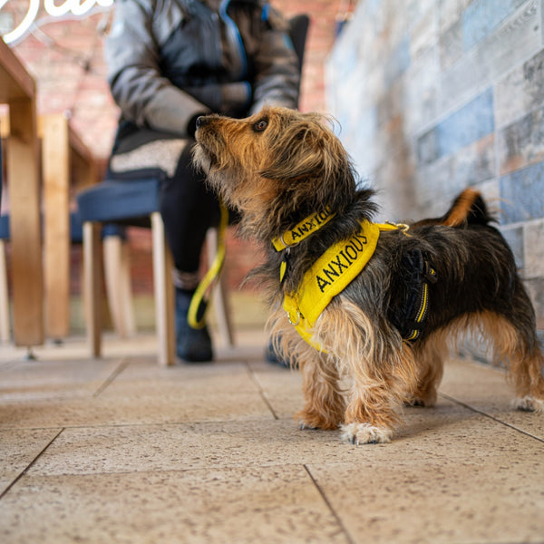 My Anxious Dog Padded yellow non-pull Y harness Size 2