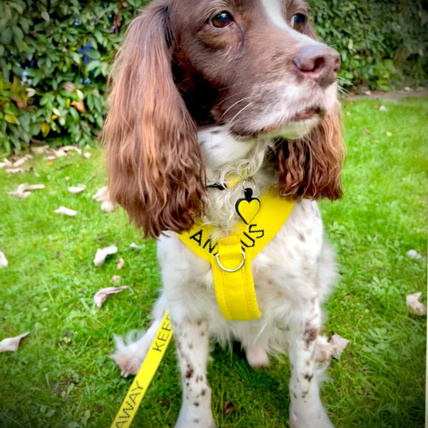 My Anxious Dog Yellow Padded Y Shaped Harness New Size 3