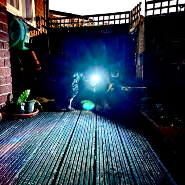 Dog multi colour LED Safety light for harness