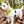 Load image into Gallery viewer, White Westie dog on a lead with a yellow Anxious harness in a forest setting
