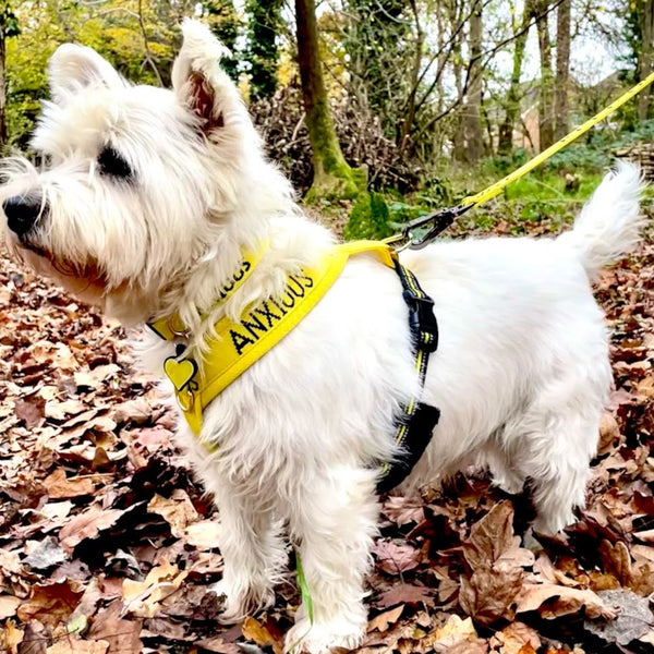 White Westie dog on a lead with a yellow Anxious harness in a forest setting