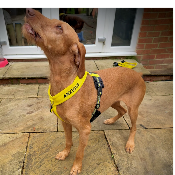 Y-Shaped Padded Harness for Anxious Dogs – Yellow Size 4