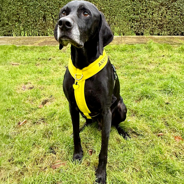 Y-Shaped Padded Harness for Anxious Dogs – Yellow Size 4