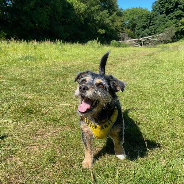 Padded yellow KEEP AWAY ANXIOUS harness