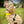 Load image into Gallery viewer, Cockerpoo dog wearing an Anxious harness with a yellow lead in a park setting by My Anxious Dog
