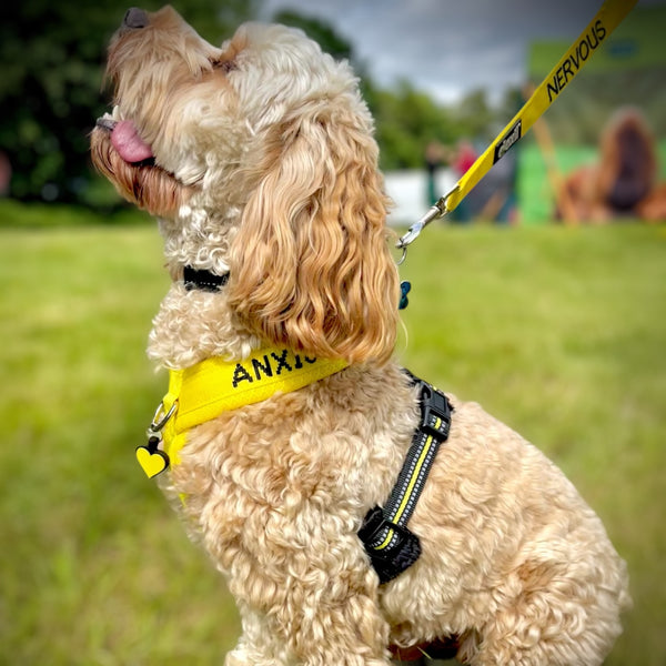 Cockerpoo dog wearing an Anxious harness with a yellow lead in a park setting by My Anxious Dog