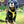 Load image into Gallery viewer, A nervous cocker spaniel dog wearing a yellow Y harness in a garden setting
