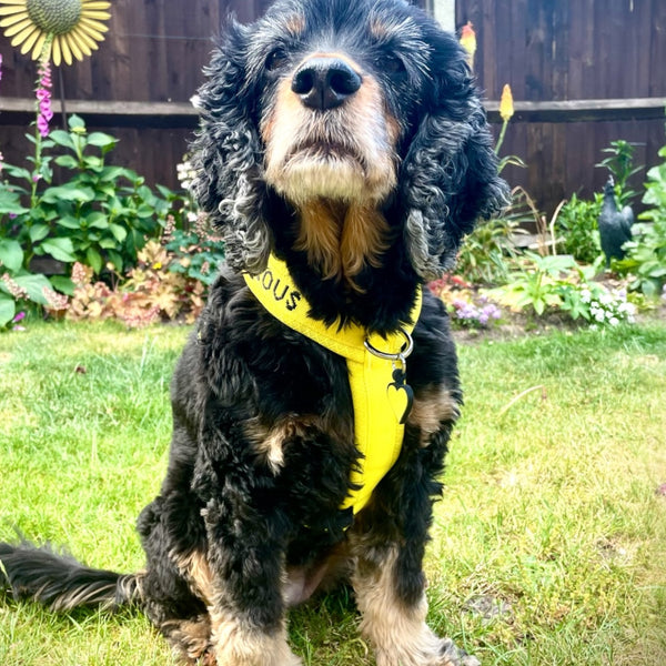 A nervous cocker spaniel dog wearing a yellow Y harness in a garden setting