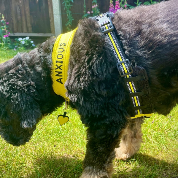 Nervous cocker spaniel dog wearing a yellow ANXIOUS harness  with a heart-shaped tag in a garden setting.