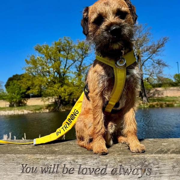 A nervous Border terrier dog wearing a yellow anxious Y shaped harness with 'In Training' lead slip, standing by the river