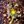 Load image into Gallery viewer, Yellow setting on LED safety dog light for anxious dog
